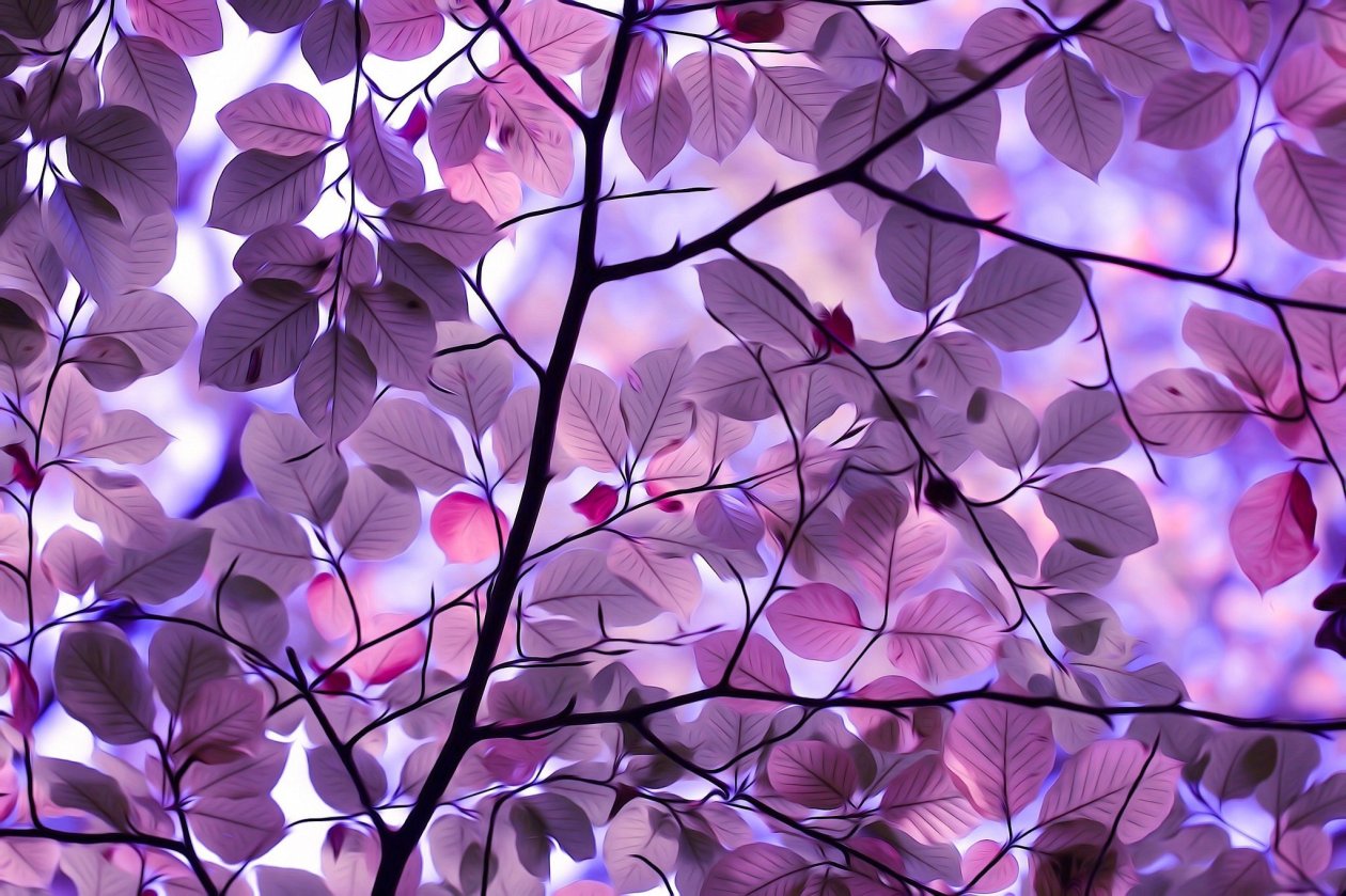 Purple Leaves