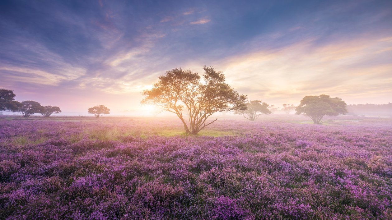 Heath In Bloom