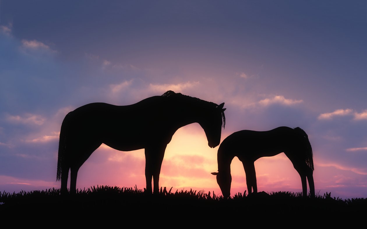 Horses Sunset
