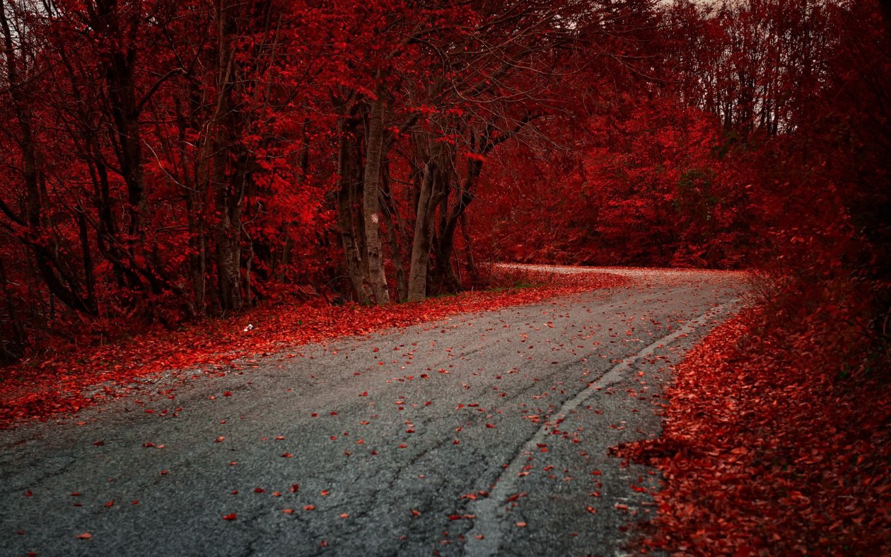 Red Leaves On Road Autumn Season