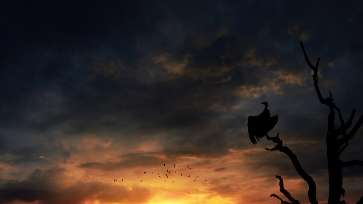Bird Silhouette Skyscape