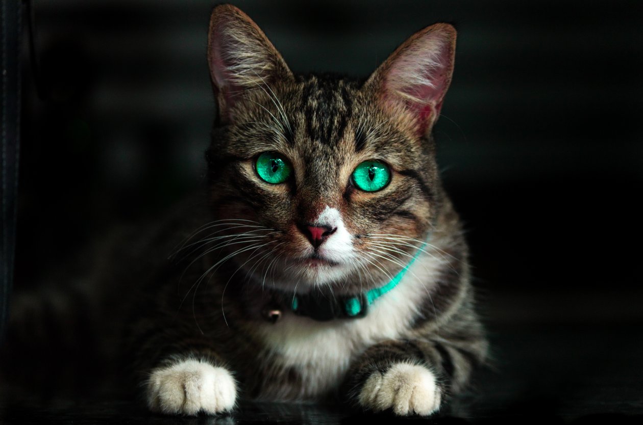 Cat Green Eyes 4k