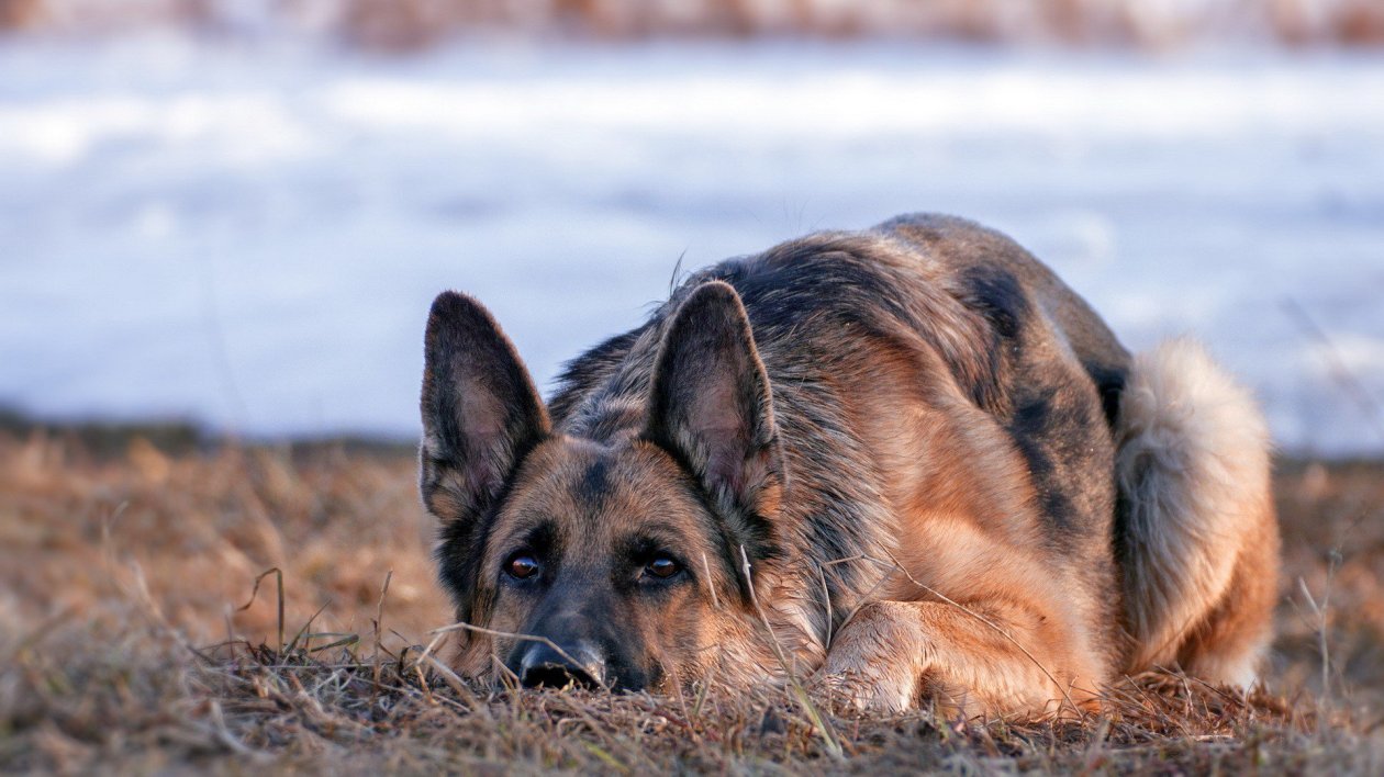 German Shepherd Dog