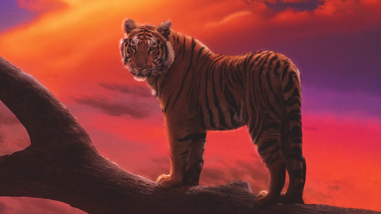 Tiger The Amber Dream