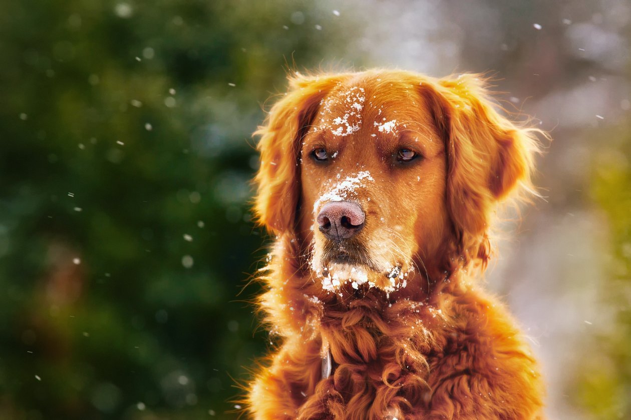 Dog In Winter With Snow Over Face