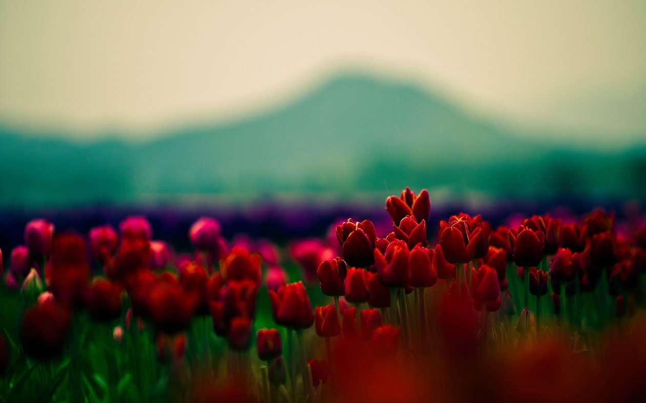 Flowers With Red Buds