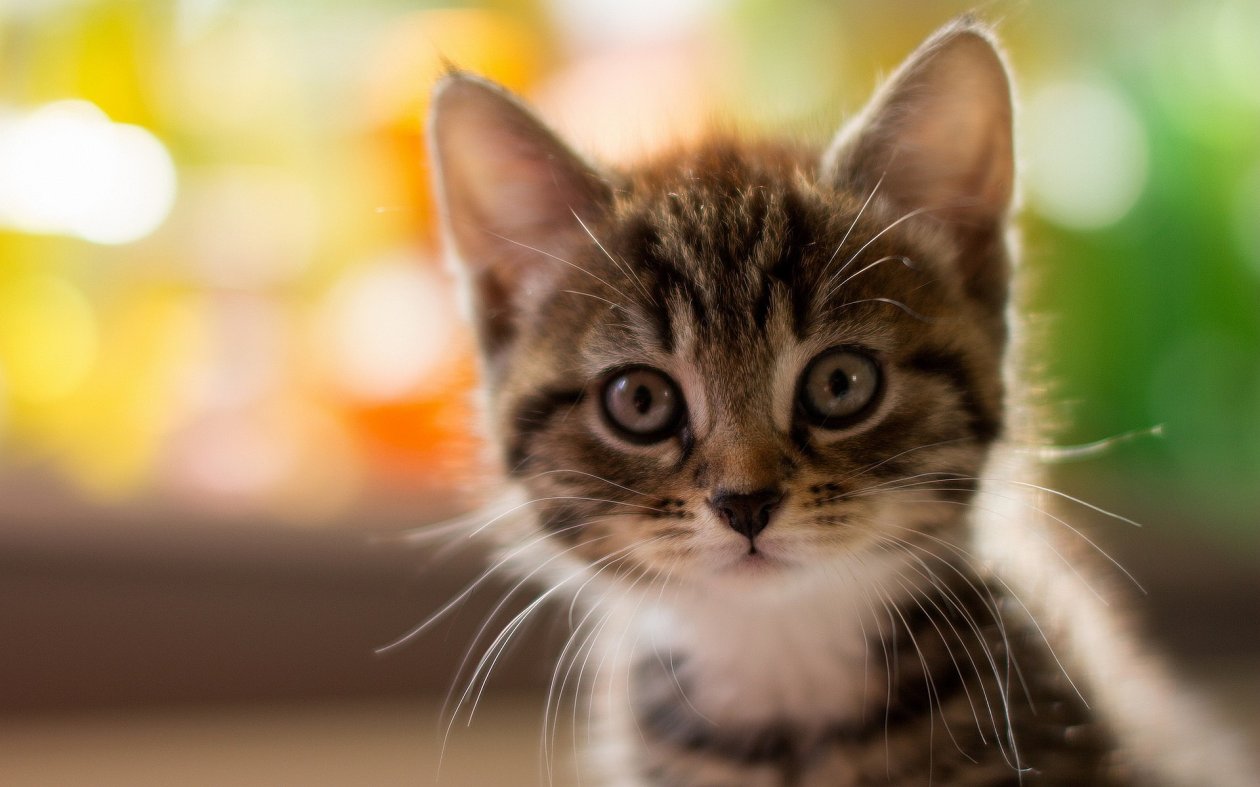 Cute Kitty