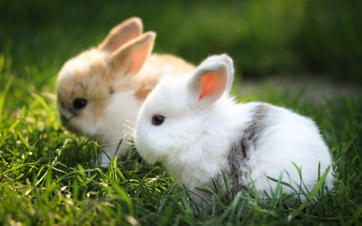 Cute Bunnies
