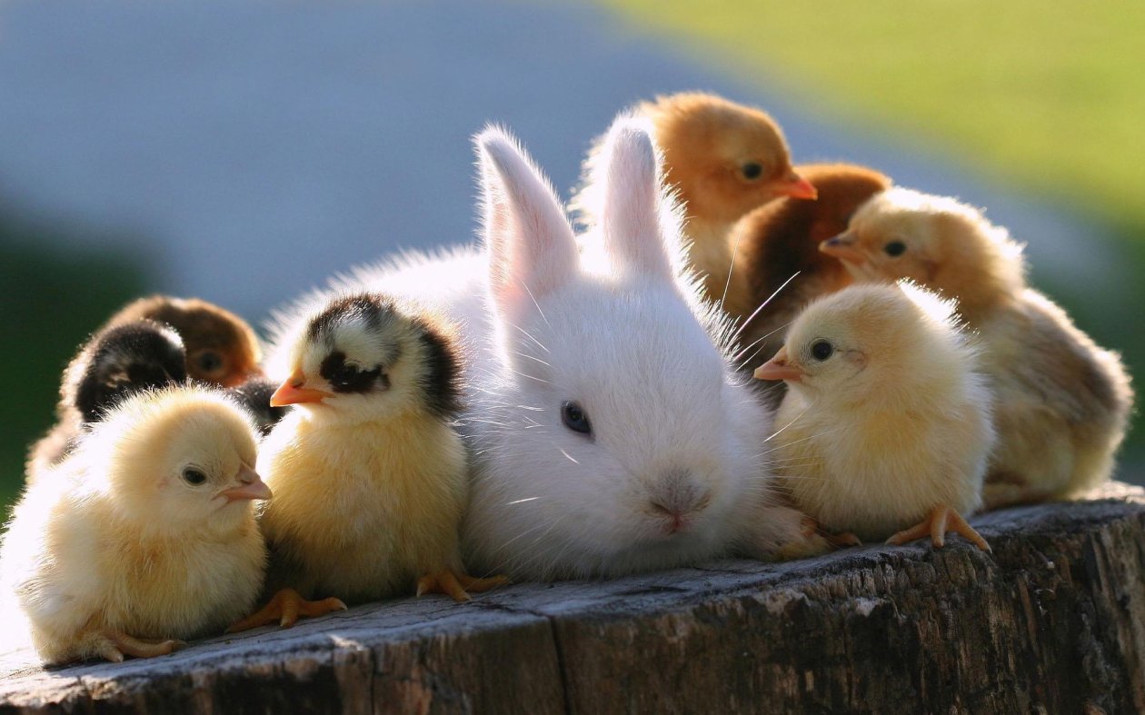 Super Cute Animals