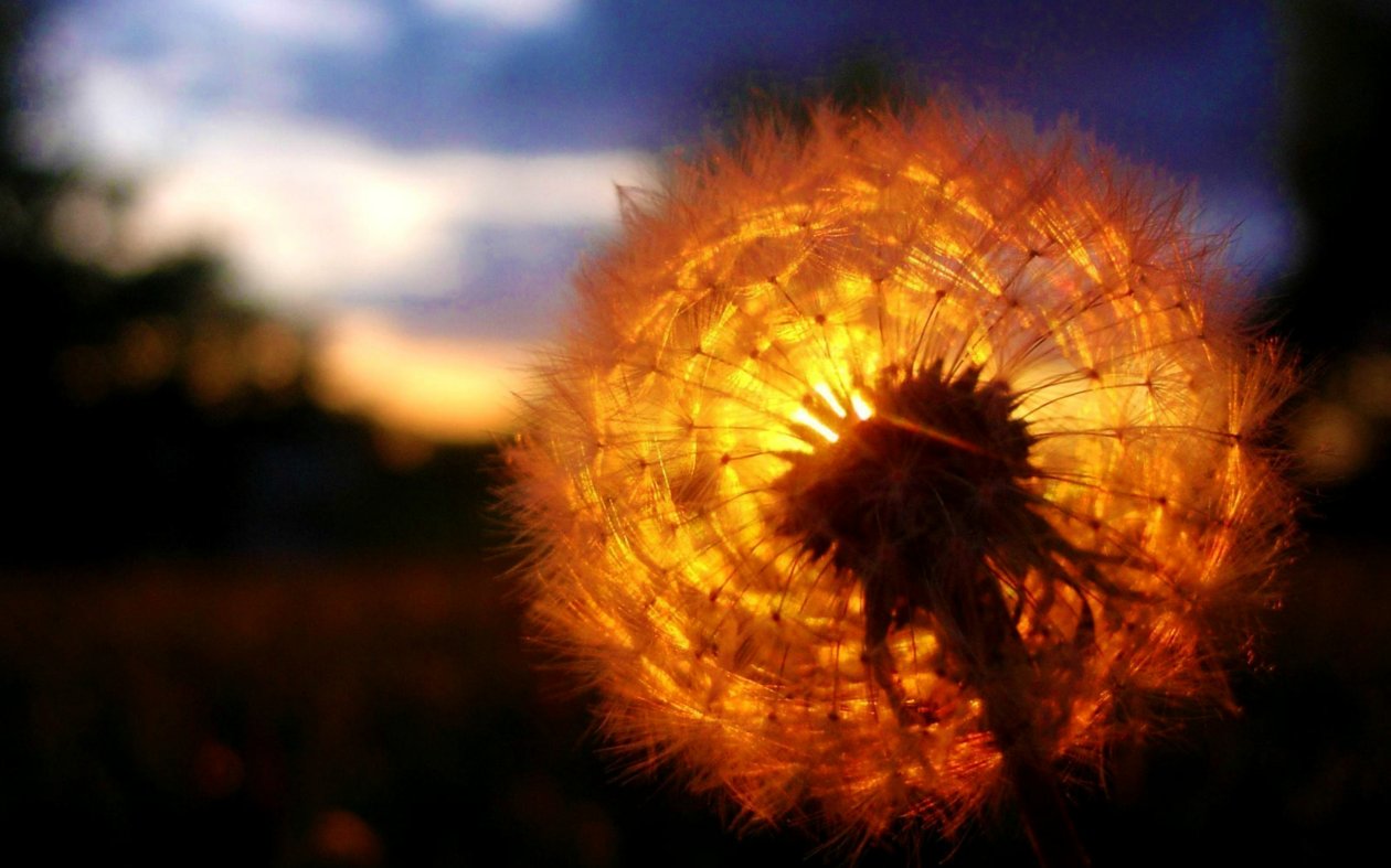 Dandelion Amazing Sunset