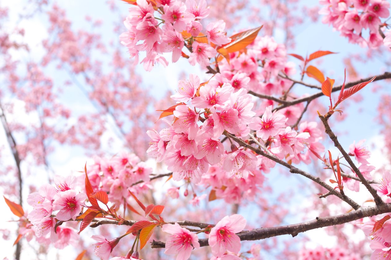 Cherry Blossom Tree Branches 4k