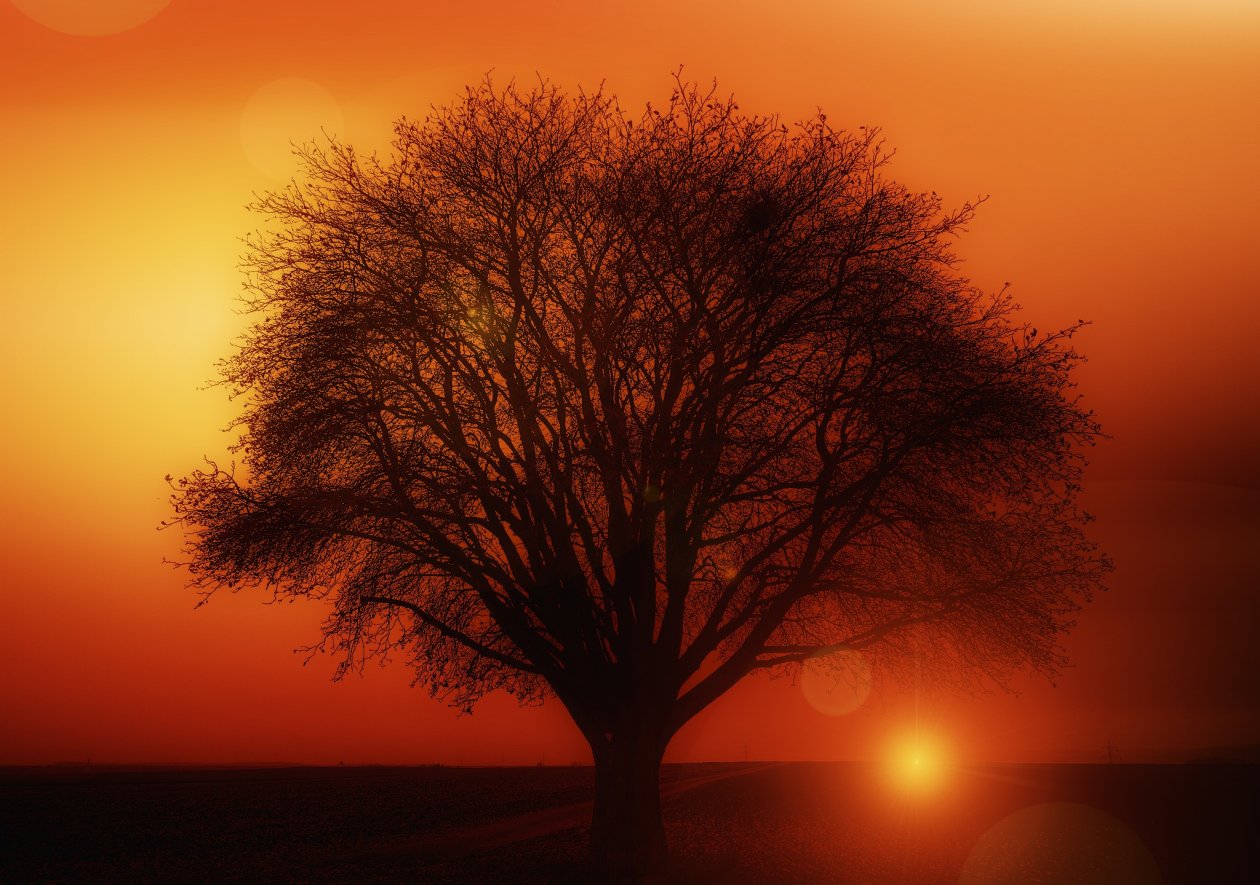 Earth Orange Road Silhouette Sun Sunset Tree