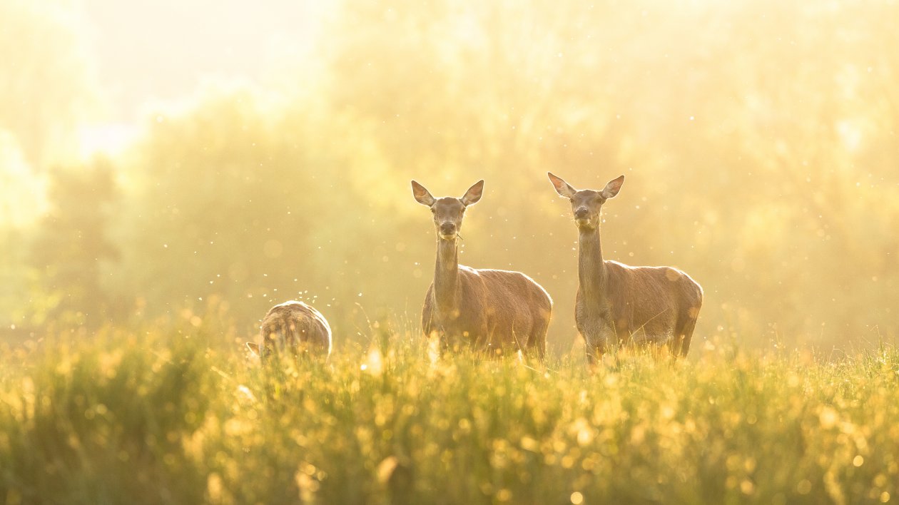 Deer Grass 4k