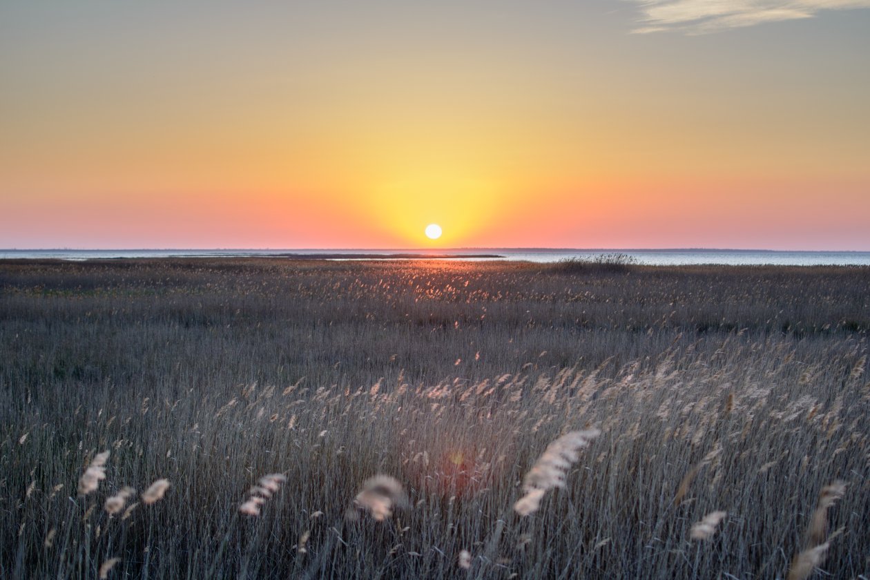 Wheat Field 5k
