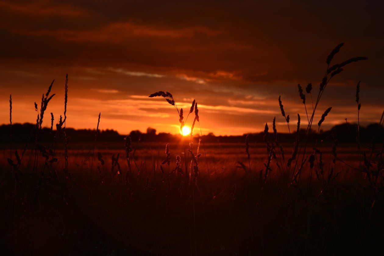 Orange Wheat Field Sunset 5k