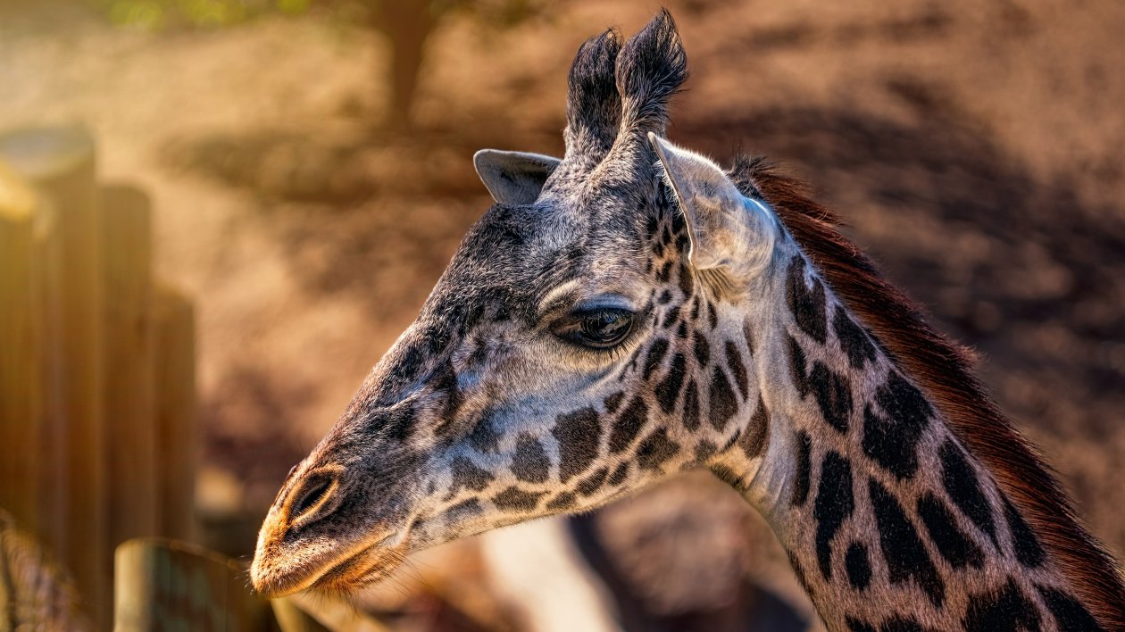 Giraffes Head Closeup 4k