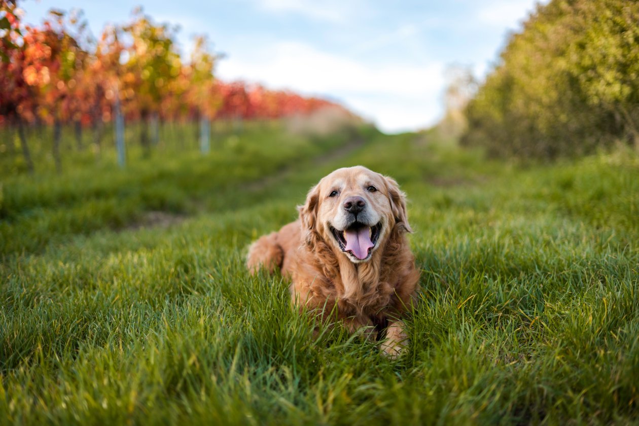 Golden Retriever 5k