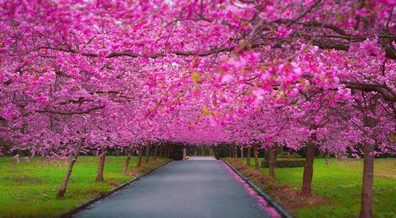 Cherry Blossom Park