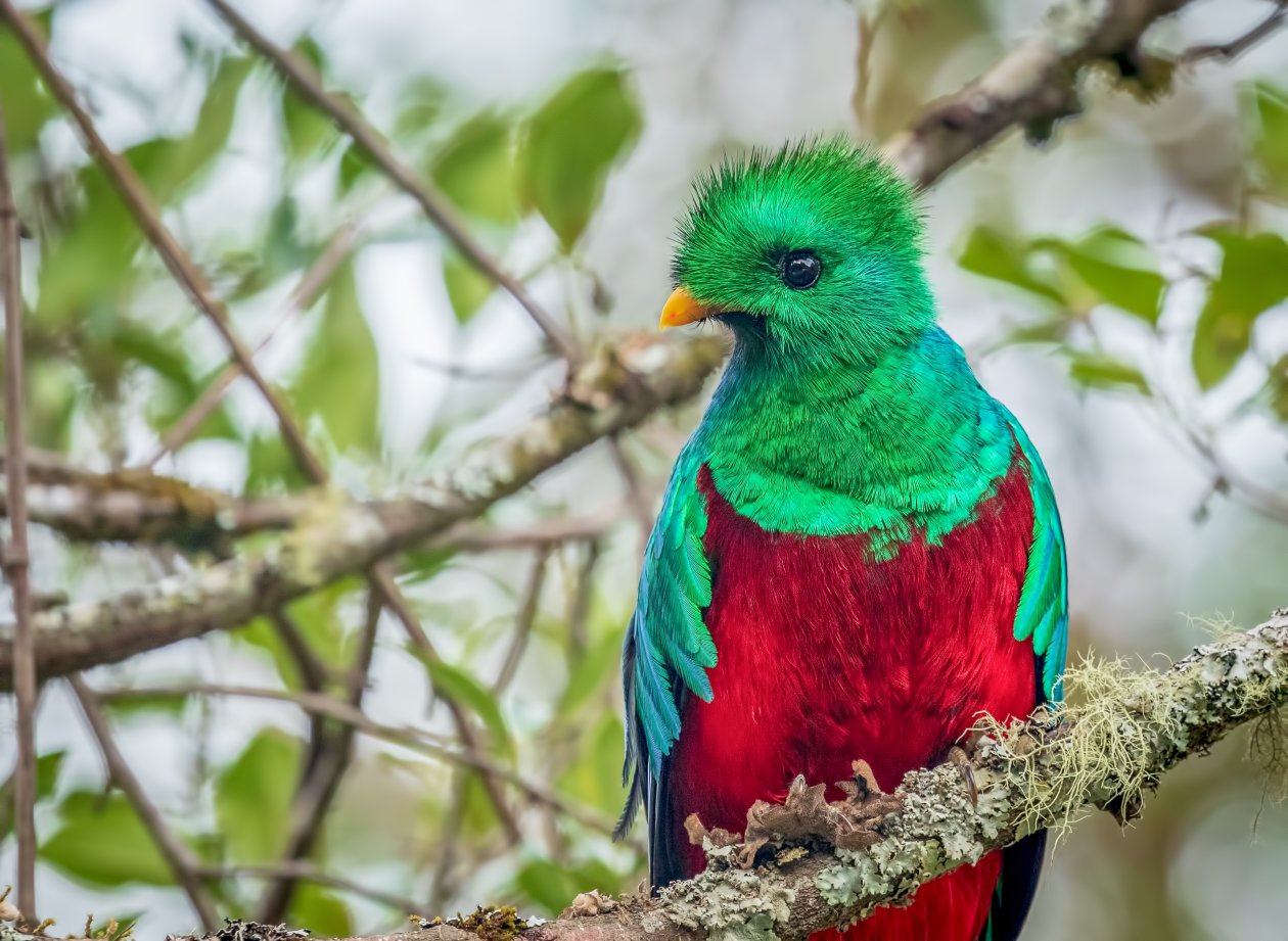 Resplendent Quetzal