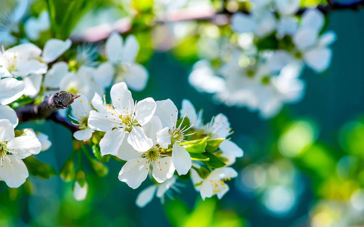 Apple Flowers