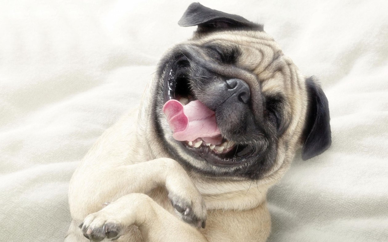 Adorable Pug