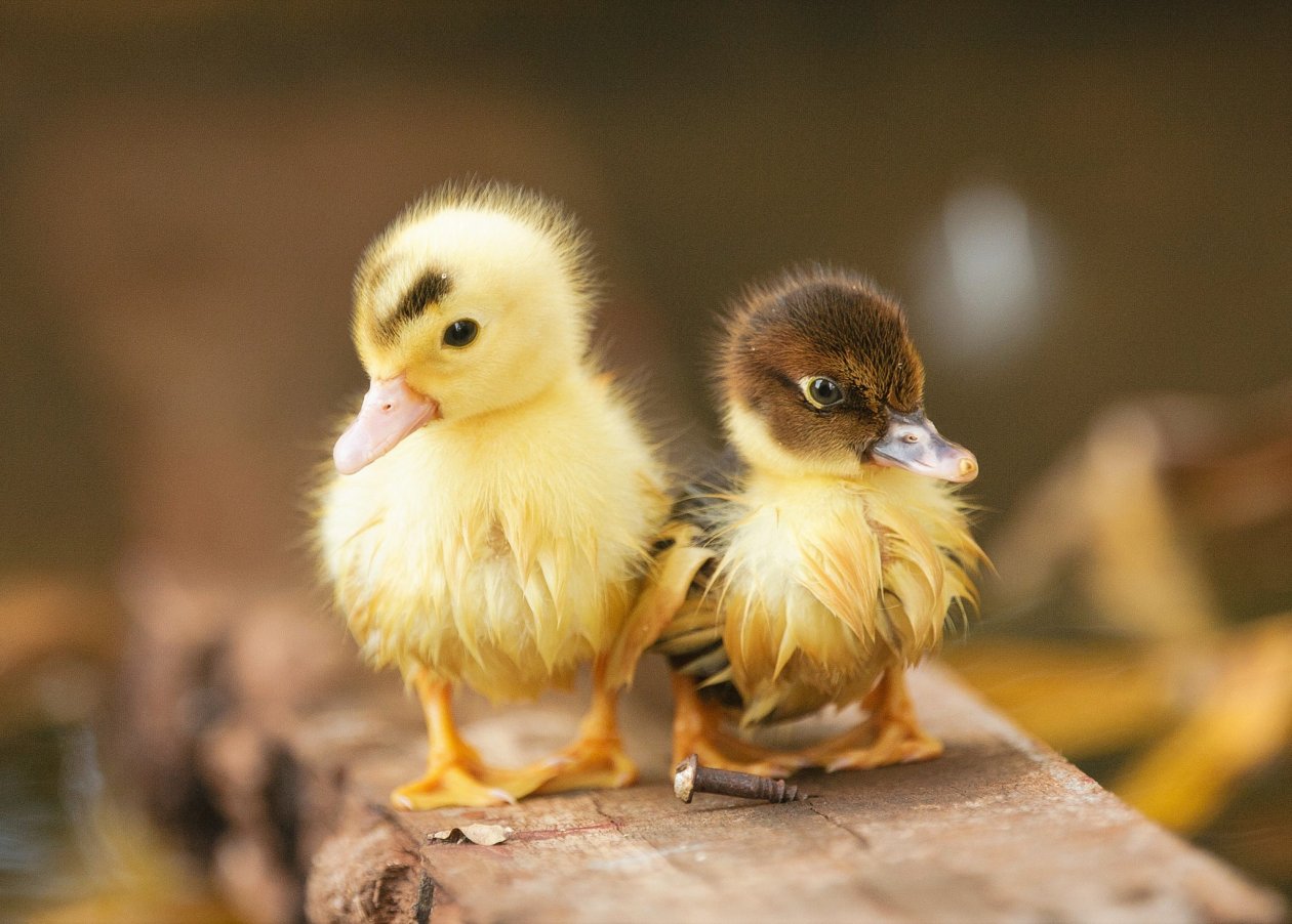 Ducklings