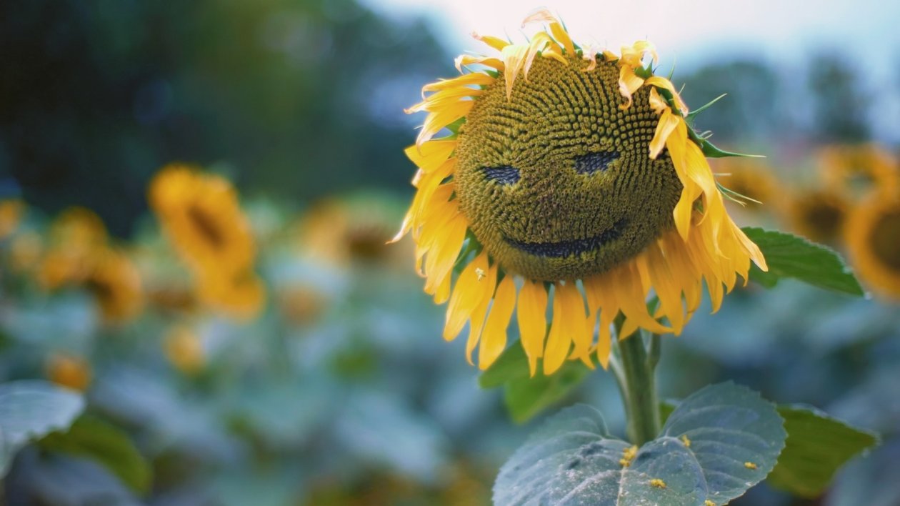 Sunflower Smiley