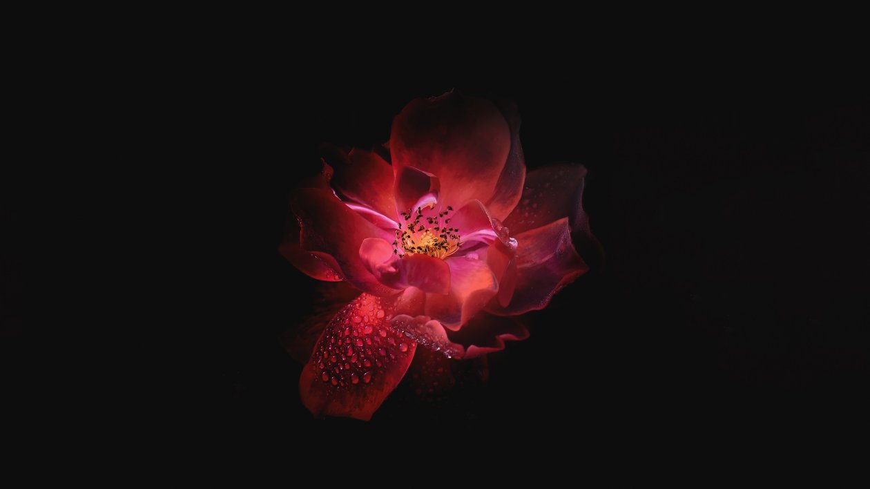 Dewdrop On Floral Petal Oled 5k