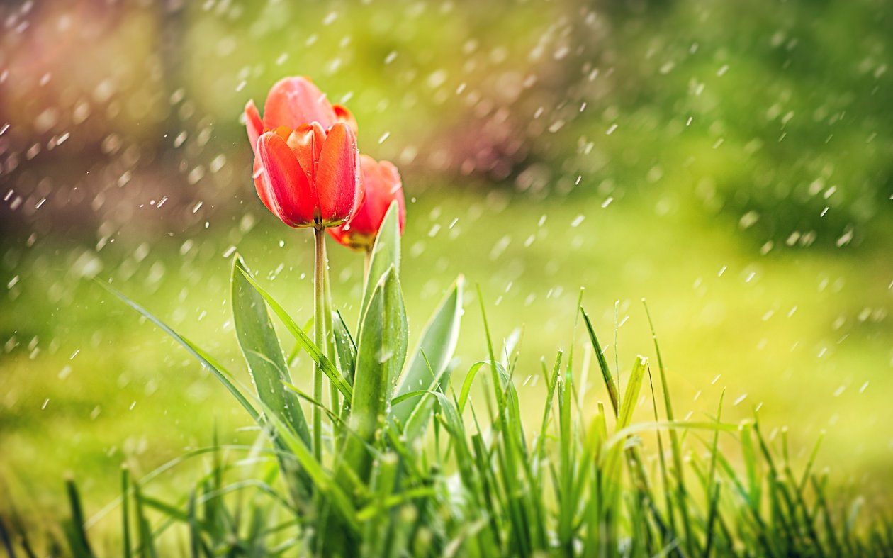 Tulip Rain HD
