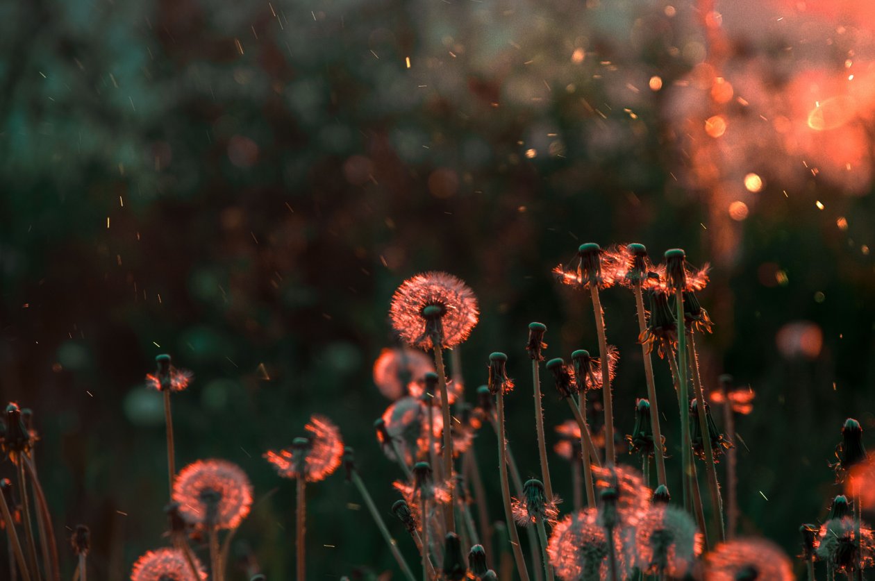 Blossom Flower Field 5k