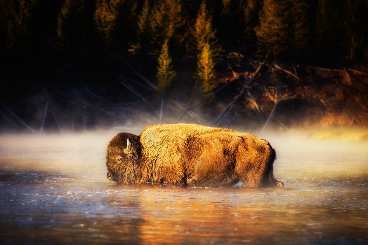American Bison