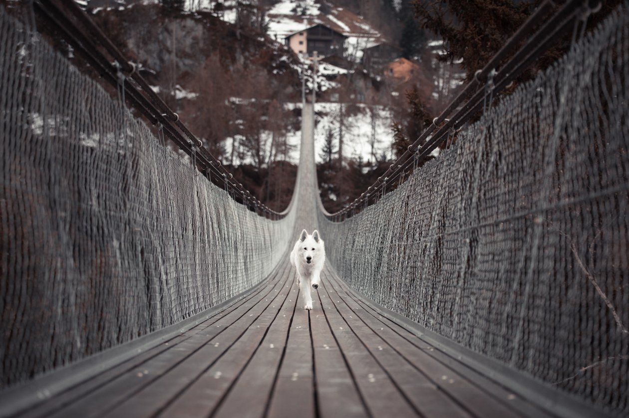 Dog Running Bridge 5k