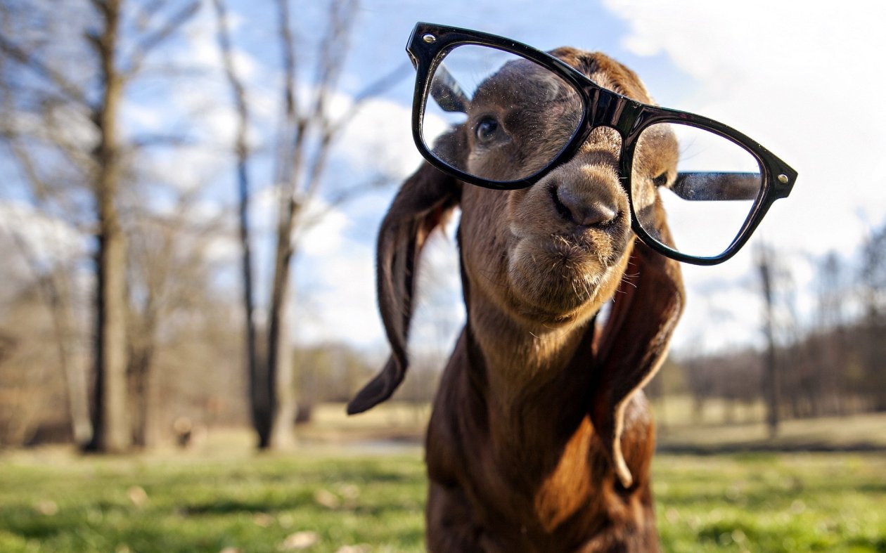 Fond d'écran Goat got Swag