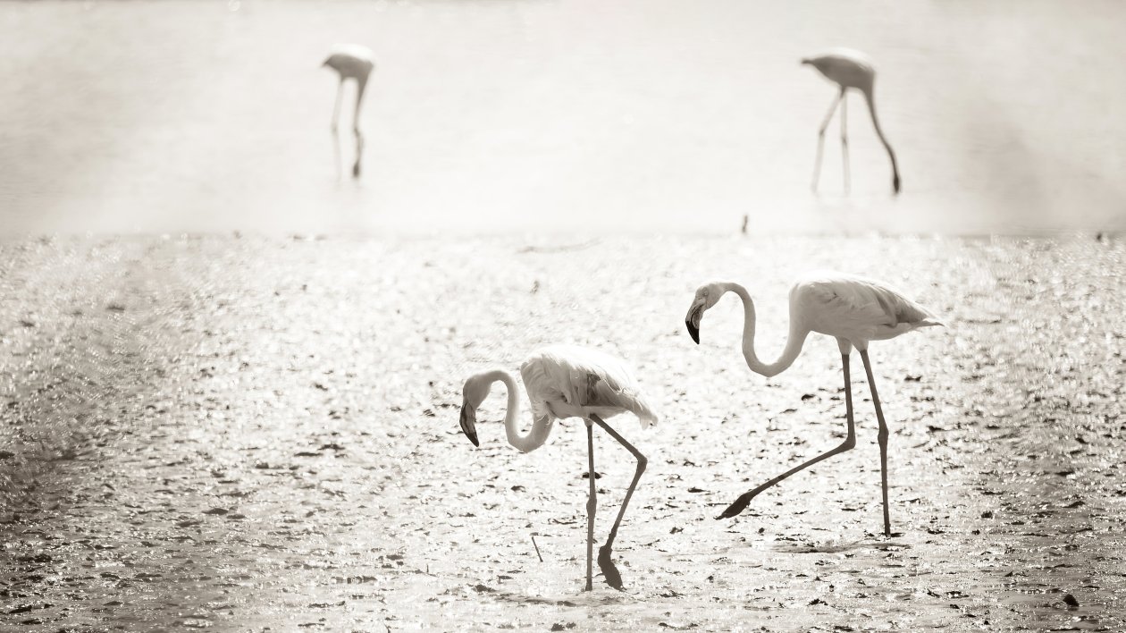 Flamingos At Camargue France 4k