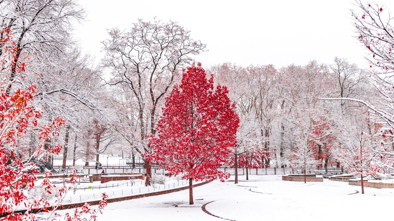 Red Winter Central Park 5k