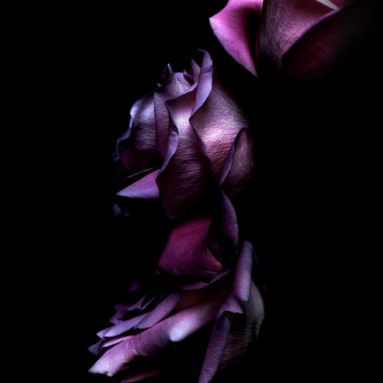 Ios11 Purple Rose 4k