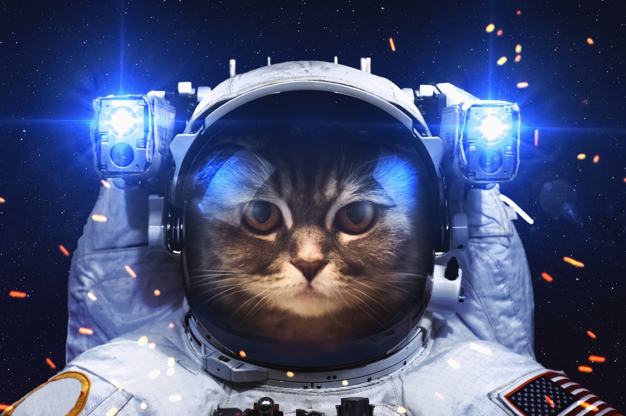 Astronaut Cat