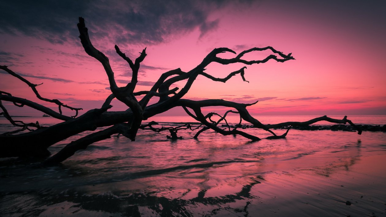 Beach Trees