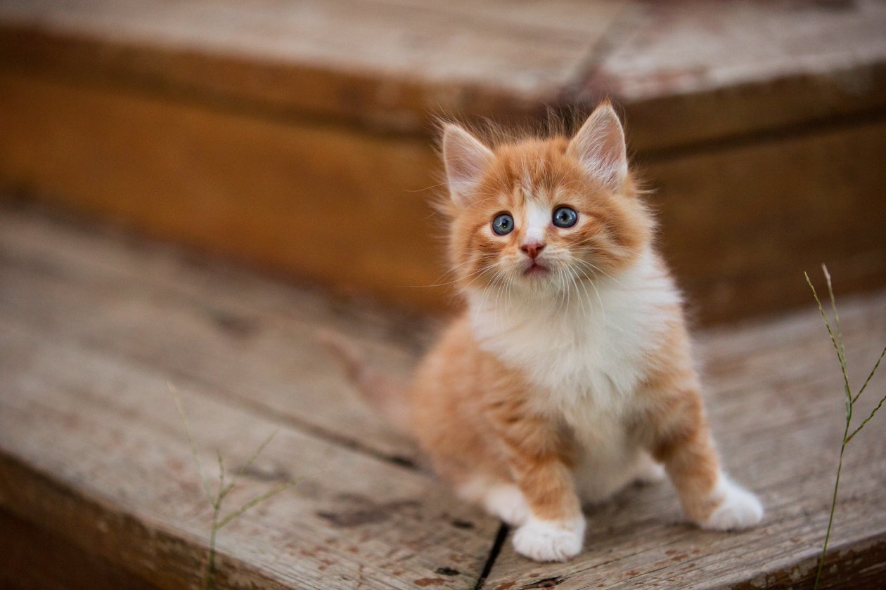 Cute Kitten