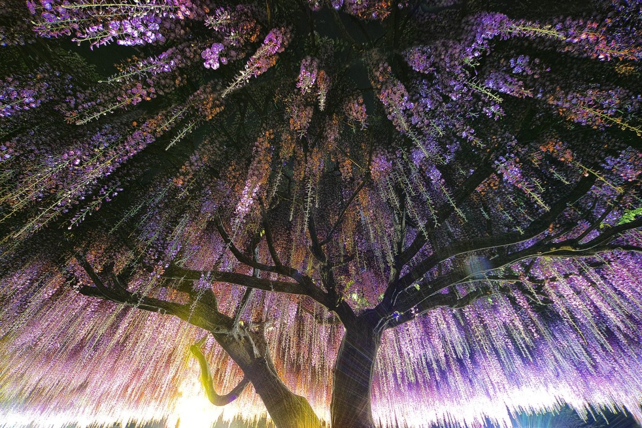 Wisteria Trees
