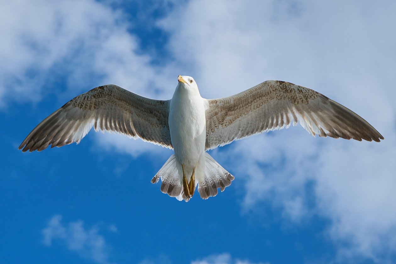 White Seagull