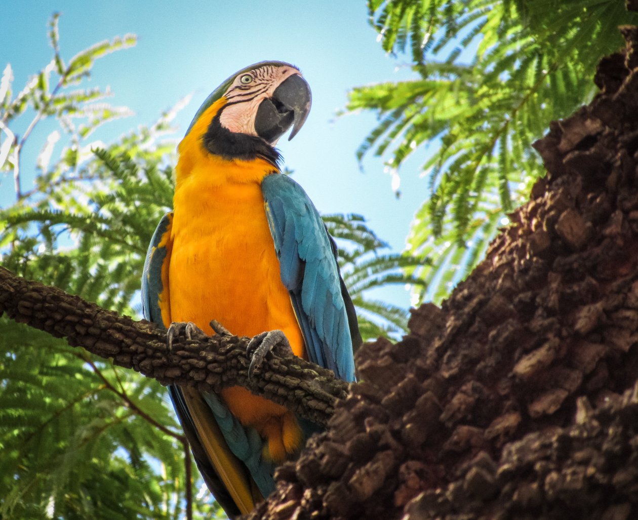 Blue And Yellow Macaw 4k