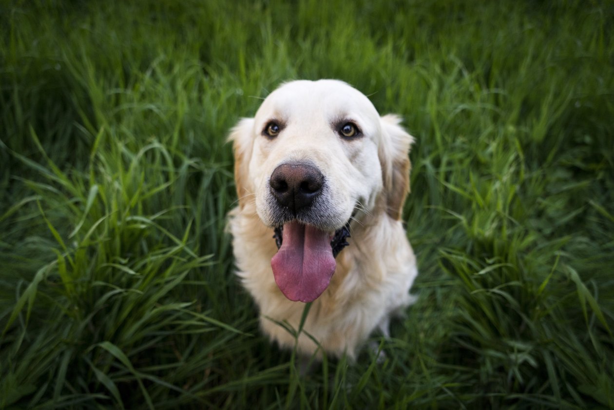 Golden Labrador Retriever 5k