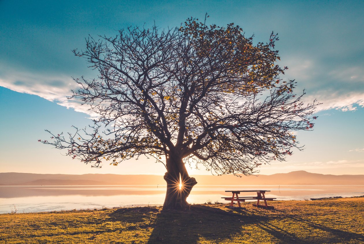 Huge Tree Sunbeams Bench 5k