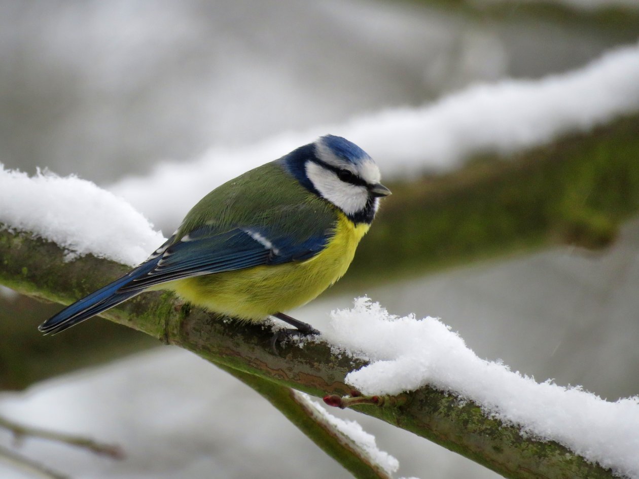 Eurasian Blue Tit