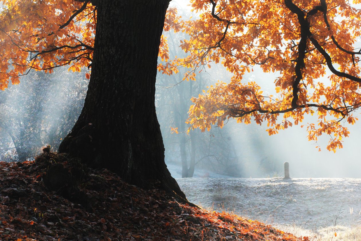 Fall Season Tree 5k