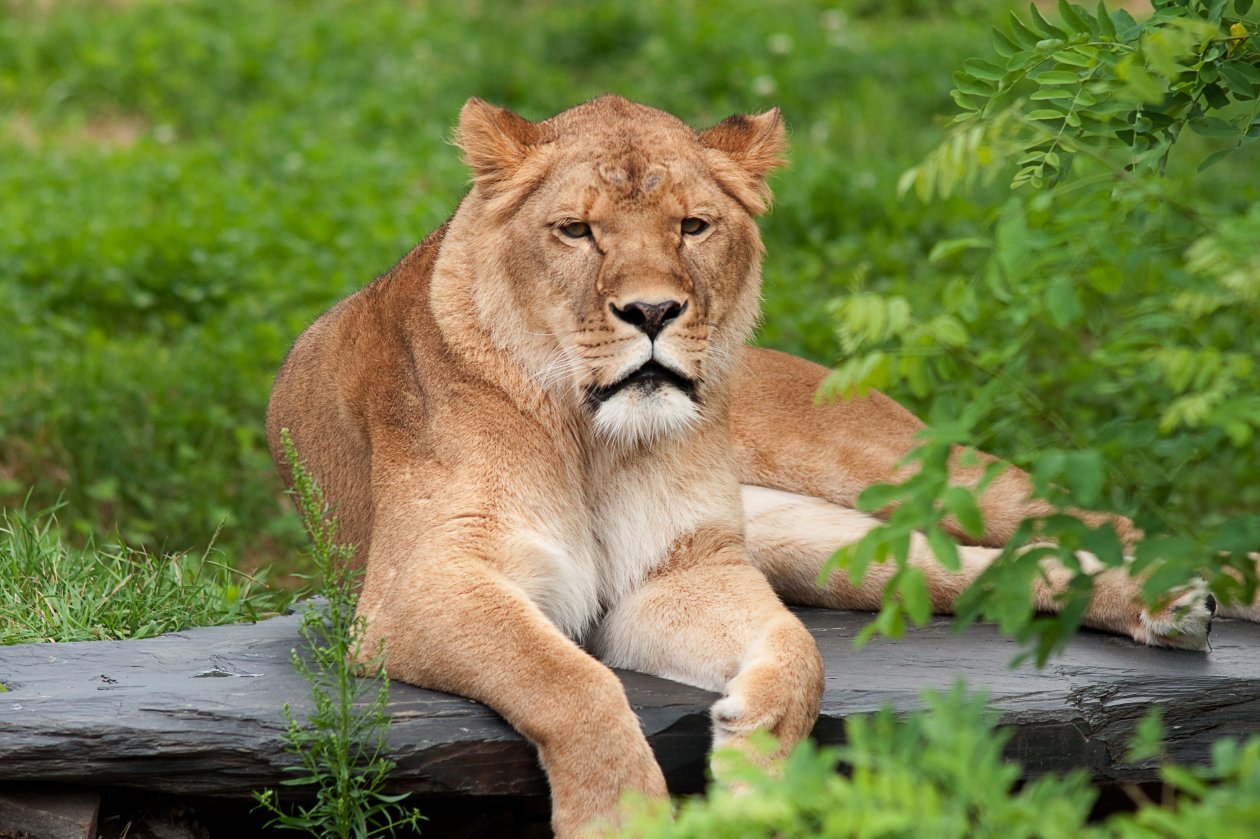 Lion