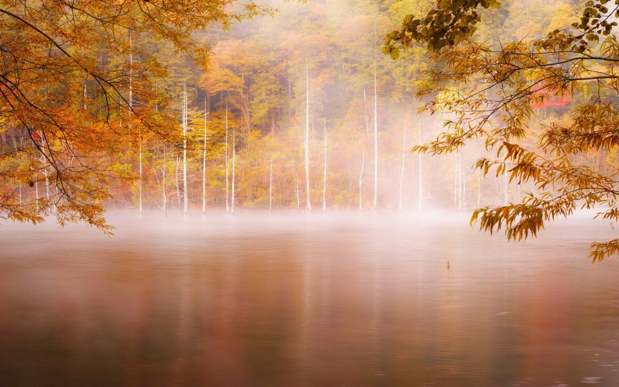 Forest Nature Photography