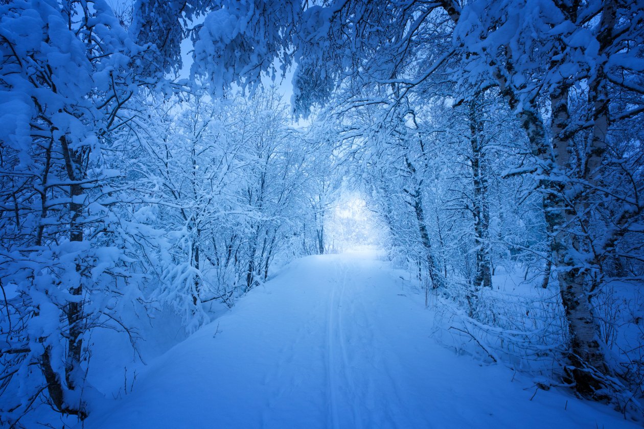 Road Trees Covered With Snow