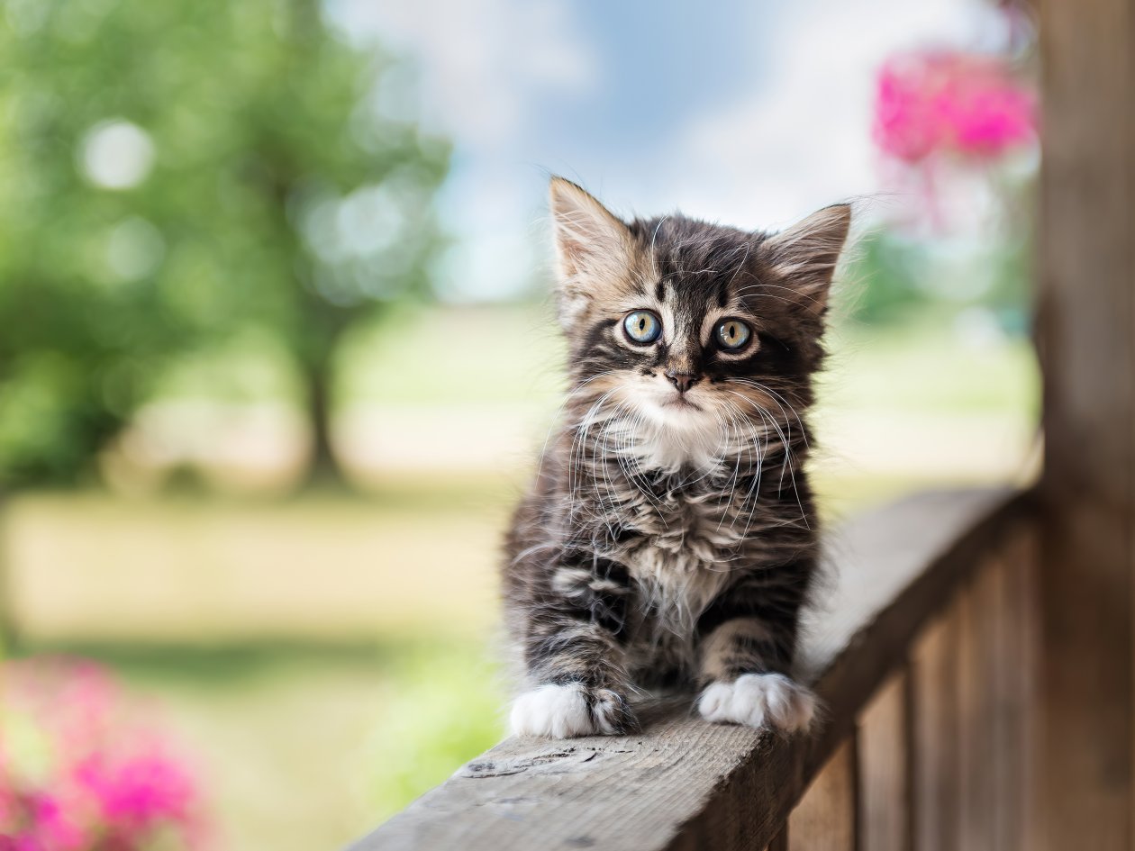 Cute Cat 4k